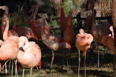 animal close-up 1.jpg