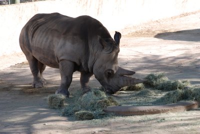 animal close-up side.jpg