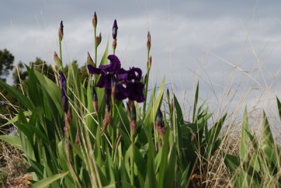 DSC_0798.jpg