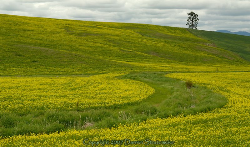 S-curve Mustard Field