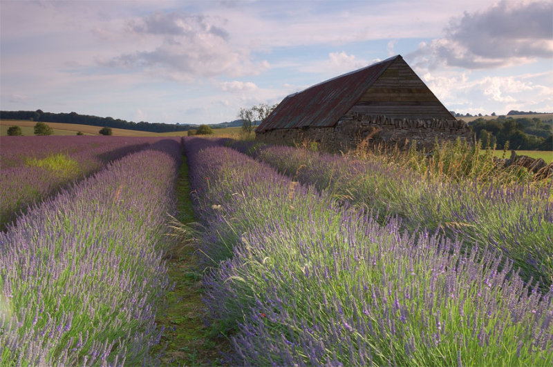 Lavender-1.jpg