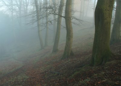 Misty-Wood-1.jpg