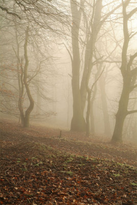 Misty-Wood-2.jpg