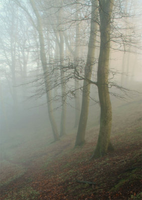 Misty-Wood-3.jpg