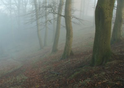 Misty-Wood-4.jpg