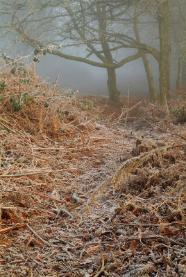 Frosted Path