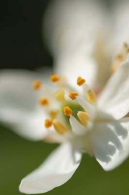 White flower