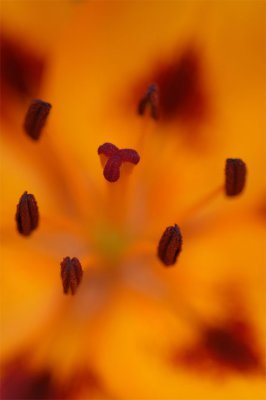 Fire-lily-3.jpg