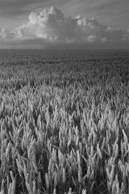 Wheat-2-BW.jpg
