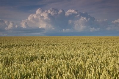Wheat-landscape.jpg