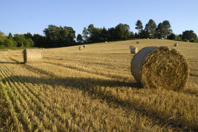 Straw-bales-field.jpg