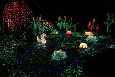 Swan Pond A