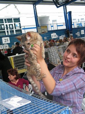 cornish_rex5(olivia).jpg