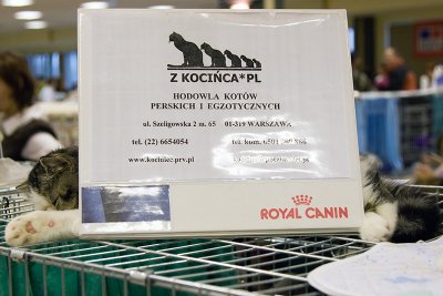 Wystawa kotów rasowych SMK Jedynka 2007-02-10