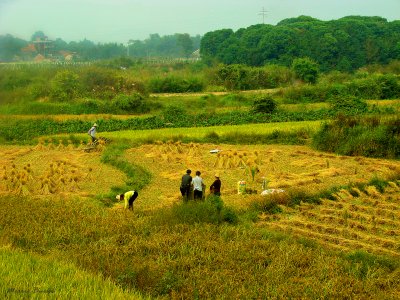 The Harvest