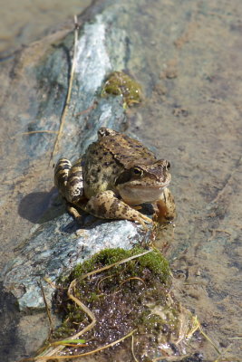 Val dHerens; Lac Blue; Frog