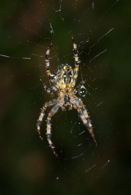 Spider in de rain