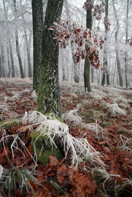 the first frost in the wood