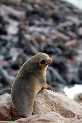 Seal colony at Cape Gross in Namibia