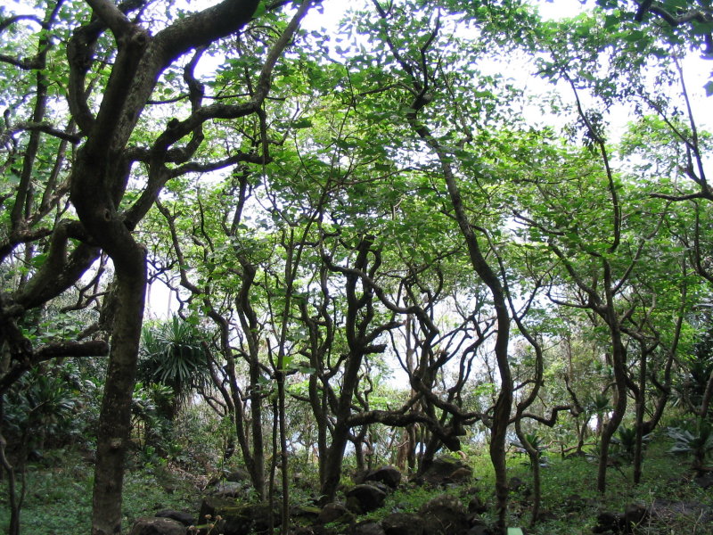 forest scene