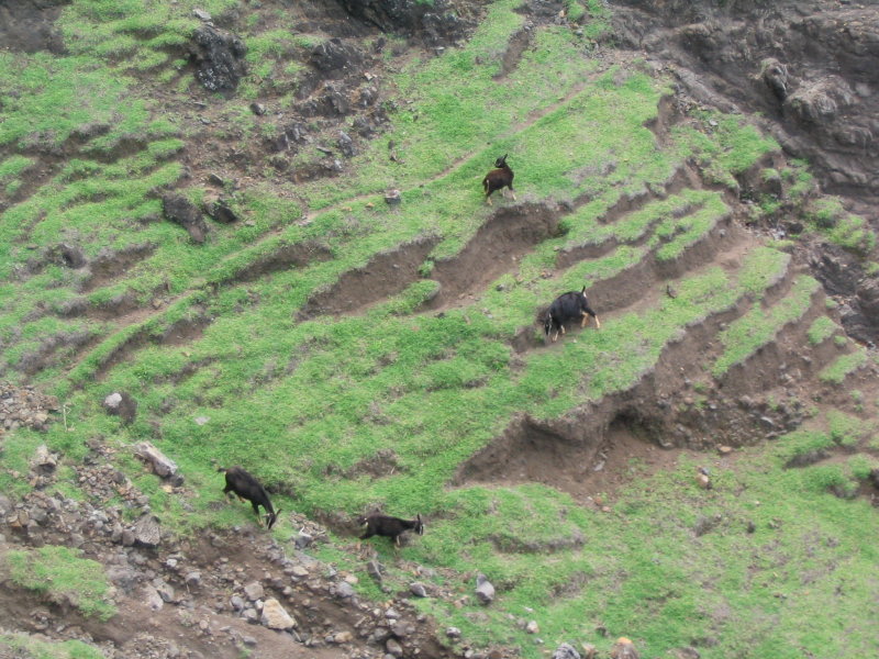 wild goats