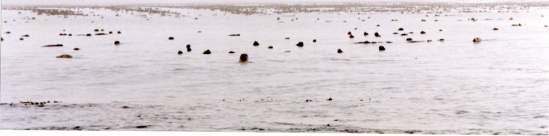 seals