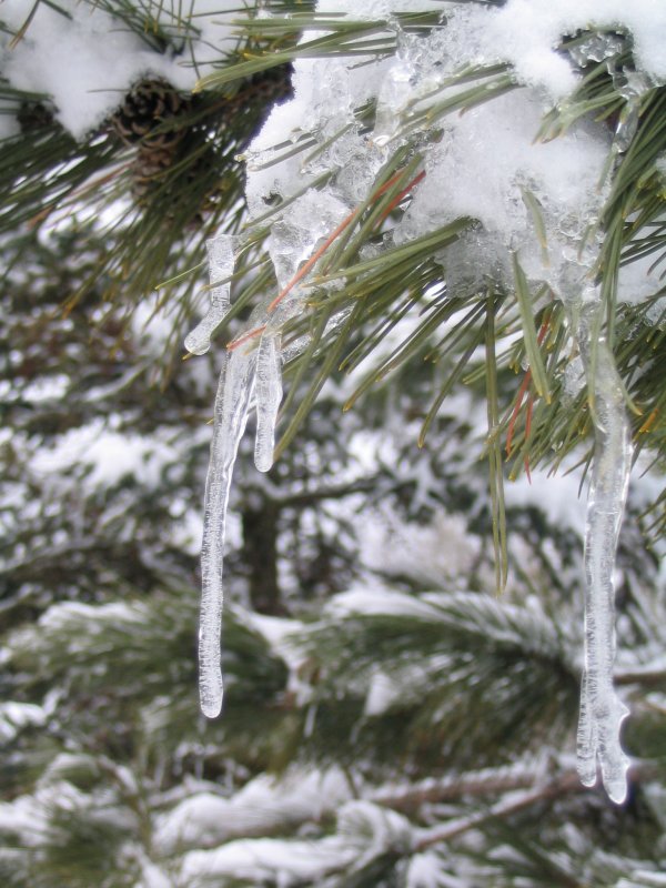 icicles