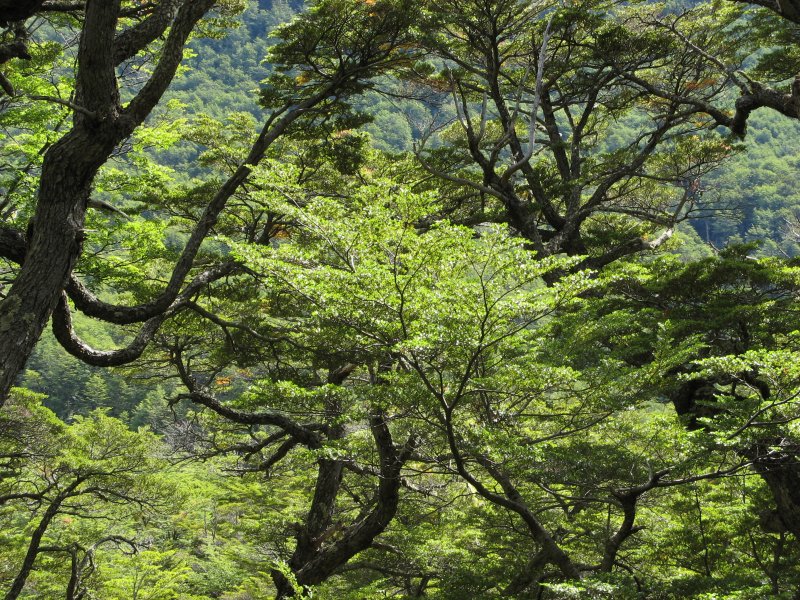 trees above the banks of Rio de los Perros
