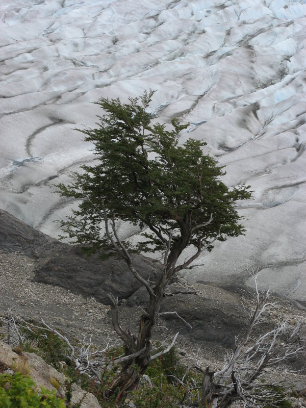 sturdy tree