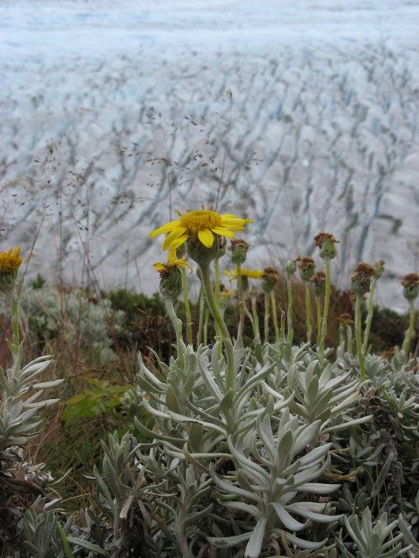 hardy flower