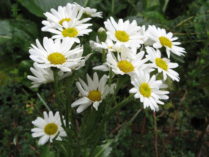 daisies near Campamento Italiano