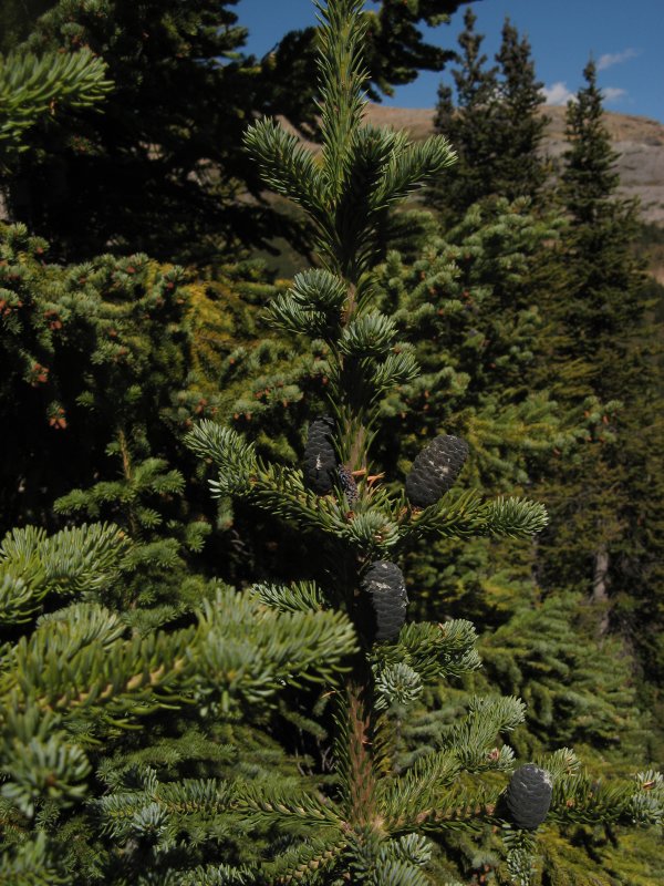 nice pinecones