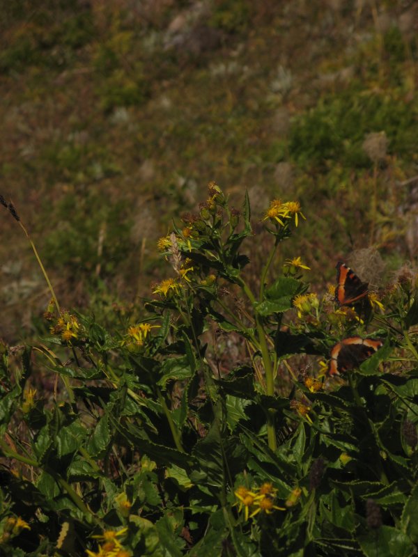 butterflies