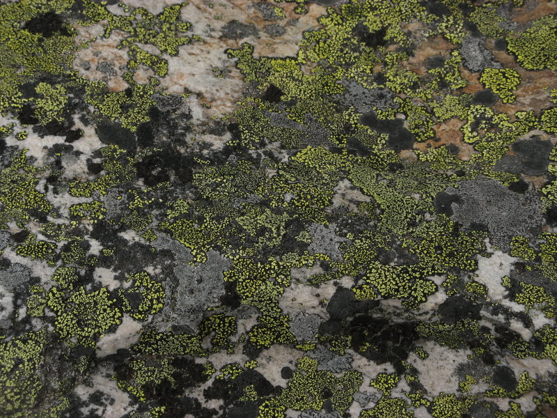lichen