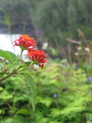 nice flower