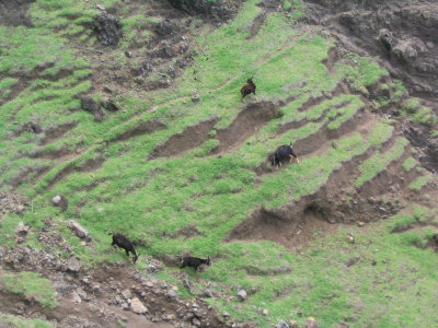 wild goats