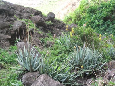 soothing aloe vera