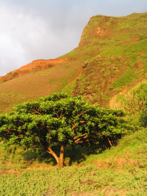 tree at dusk