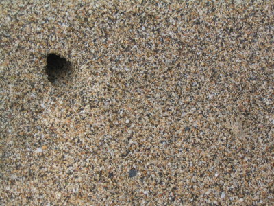 crab hole and crab