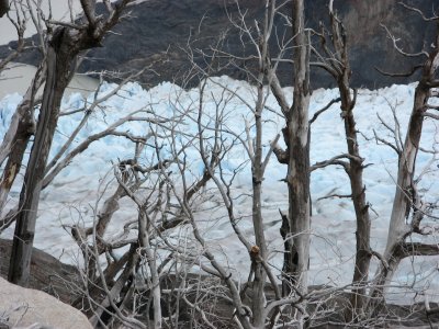 Glaciar Grey through some old trees