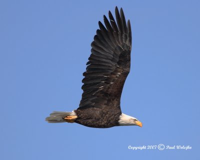 Adult Bald Eagle in Flight1.jpg