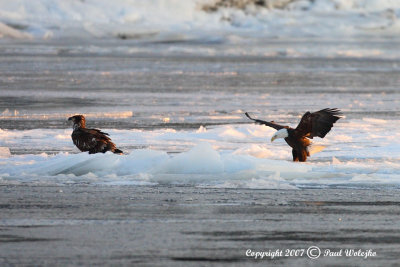 Adult and Juvinial Bald Eagles on Ice.jpg