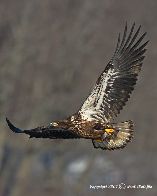 Bald Eagle with Fish.jpg