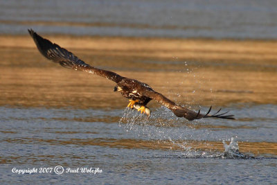 Bald Eagle with Fish2.jpg