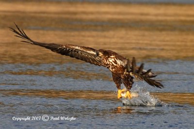 Bald Eagle with Fish3.jpg