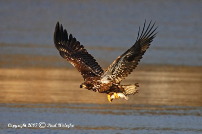 Bald Eagle with Fish4.jpg