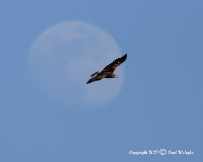 Eagle and the Moon1.jpg