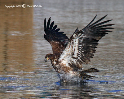 Imm Bald Eagle Fishing2.jpg