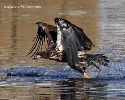 Imm Bald Eagle Fishing3.jpg
