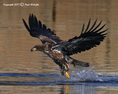 Imm Bald Eagle Fishing4.jpg